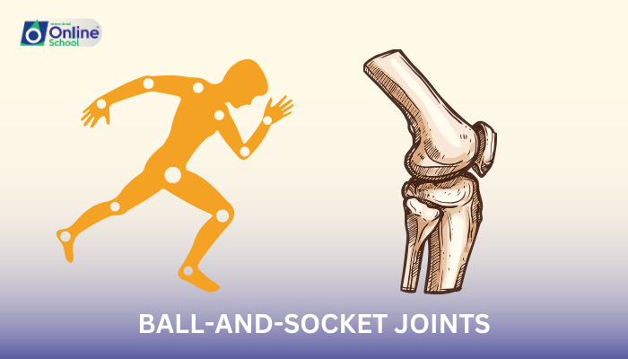 Lesson 08: Ball-and-Socket Joints